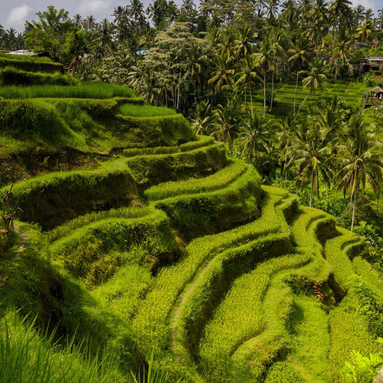 Bali
