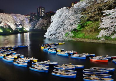Japonya’da Dört Mevsim: Kiraz Çiçeğinden Momiji’ye